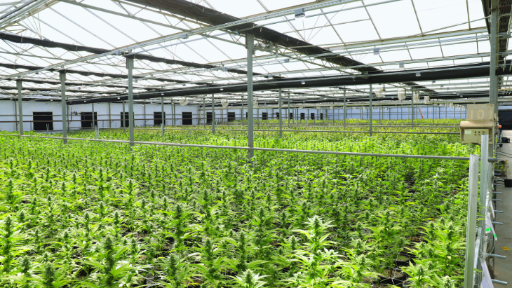 Cannabis cultivation business.png