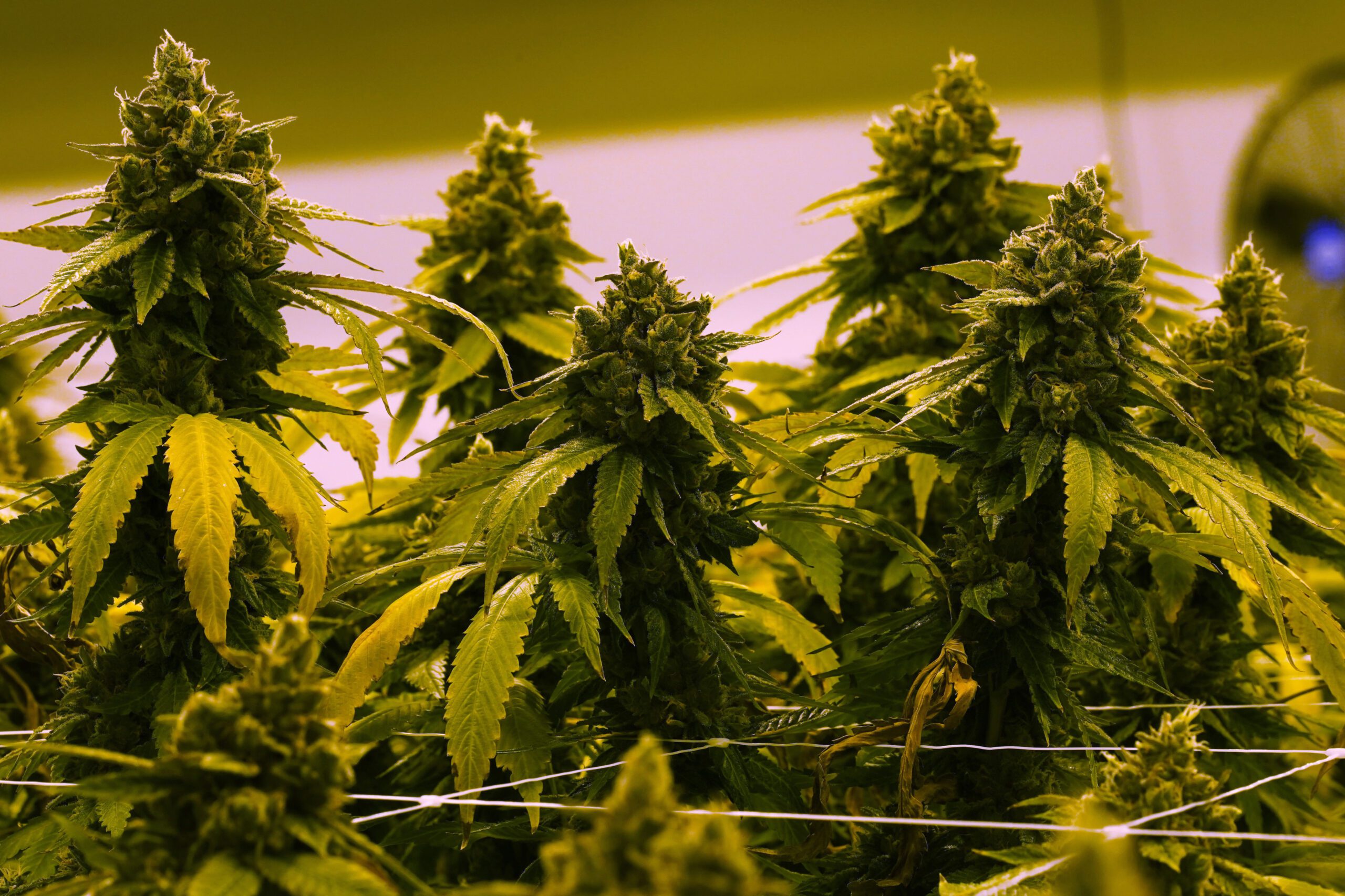 Marijuana virginia 11221.jpg
