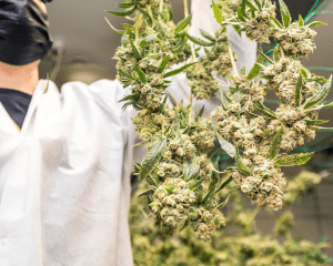Cultivating20profitability20in20the20cannabis20industry.pngkeepprotocol.png