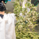 Cultivating20profitability20in20the20cannabis20industry.pngkeepprotocol.png