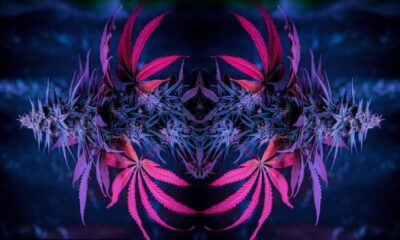 Sativa Indica Hybrid.jpg