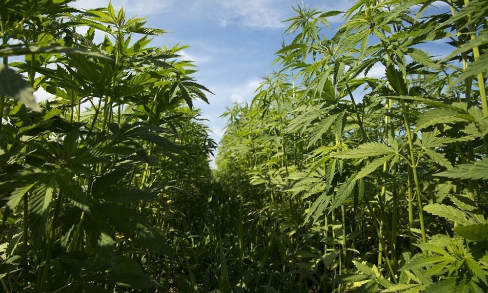Hemp fields uk american hemp.jpg