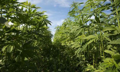 Hemp fields uk american hemp.jpg