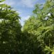 Hemp fields uk american hemp.jpg