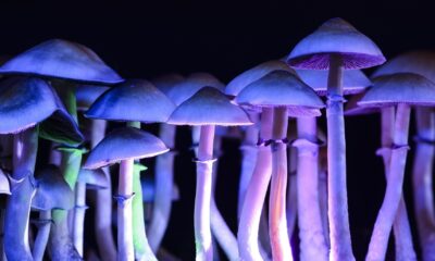 Maxpixel.net psilocybin fungus toadstool mushrooms fungi 5198533 e1630672011710.jpg