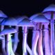 Maxpixel.net psilocybin fungus toadstool mushrooms fungi 5198533 e1630672011710.jpg