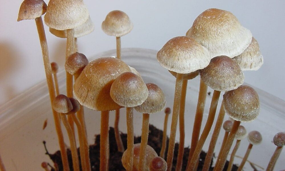 Psilocybe.tampanensis.two e1549558728202.jpg