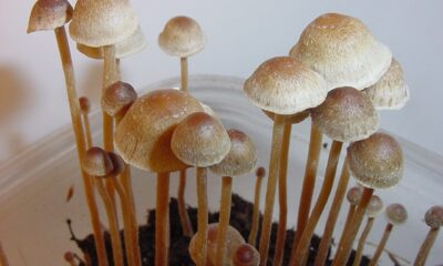 Psilocybe.tampanensis.two e1549558728202.jpg
