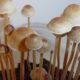 Psilocybe.tampanensis.two e1549558728202.jpg