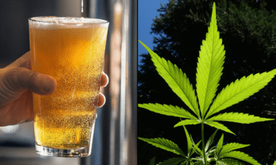 Beer alcohol marijuana.png
