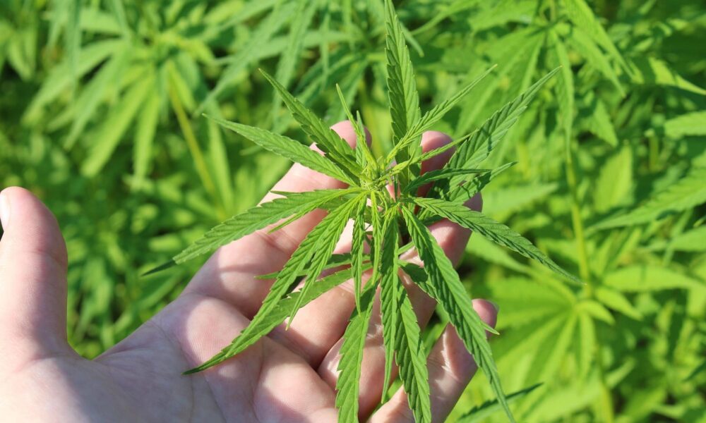 Hemp plant 3661210 1920.jpg