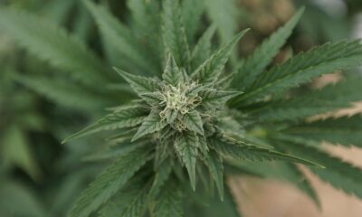 Marijuana plants 26 e1629840350417.jpg