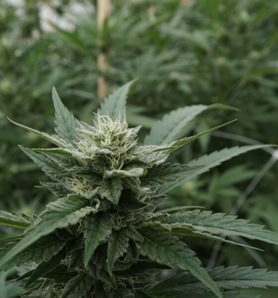 Marijuana plants 29.jpg