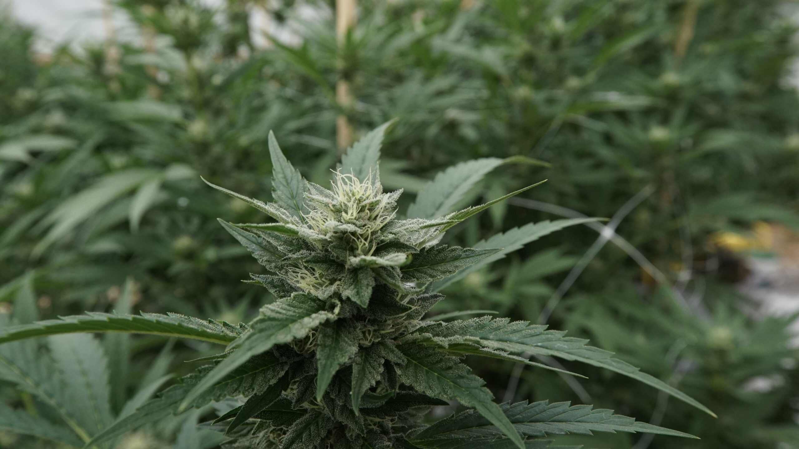 Marijuana plants 29.jpg