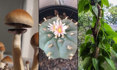 Psychedelic psilocybin peyote ayahuasca.jpg
