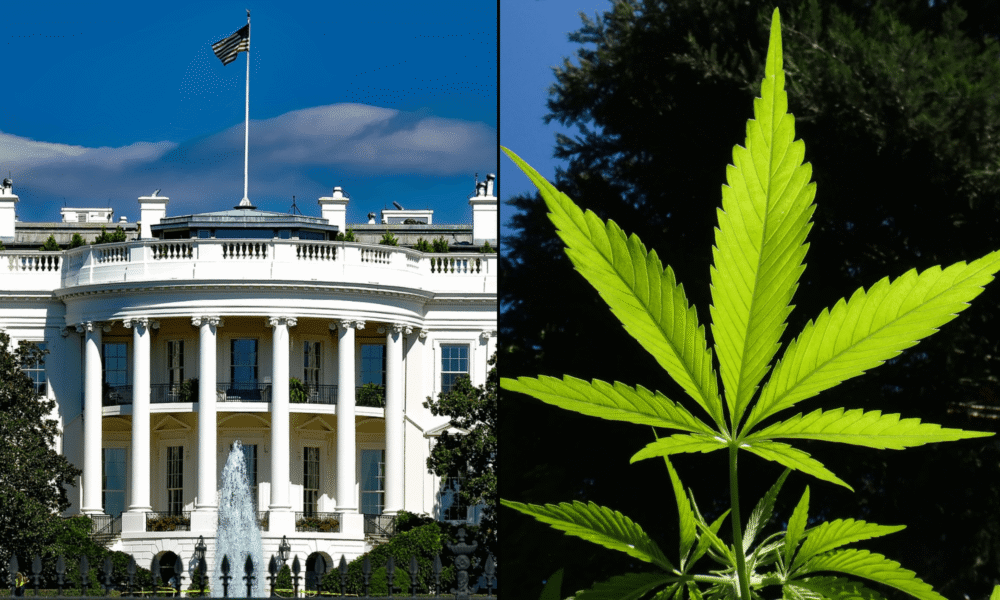 White house marijuana 1.png