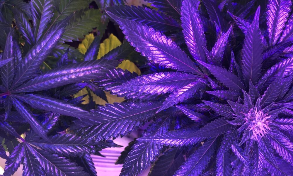 Cannabisplant.jpg