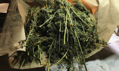 Bucked weed in kraft paper 1000x600.jpg