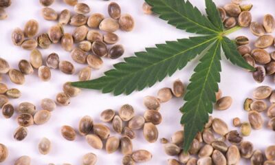 Cannabis seeds and marijuana leaf.jpg
