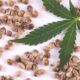 Cannabis seeds and marijuana leaf.jpg