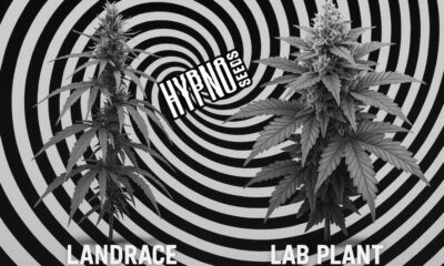 Hyposeeds.jpeg