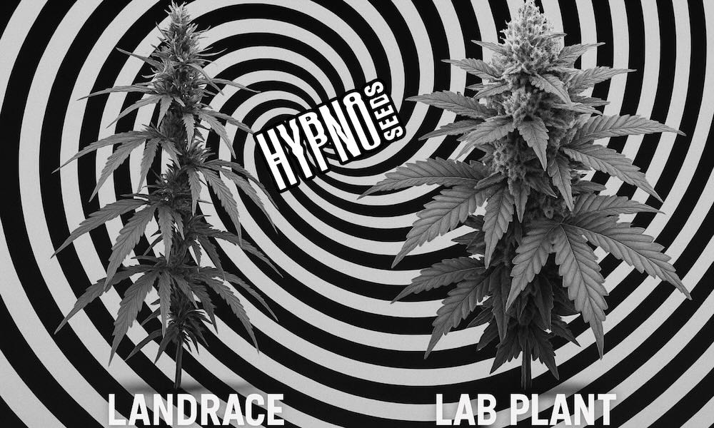 Hyposeeds.jpeg