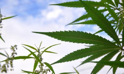 Maxpixel.freegreatpicture.com grass plant marijuana nature leaf hashish 3364697 e1549572889614.jpg