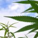 Maxpixel.freegreatpicture.com grass plant marijuana nature leaf hashish 3364697 e1549572889614.jpg