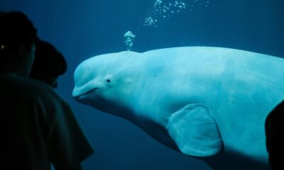 Beluga whale.jpg