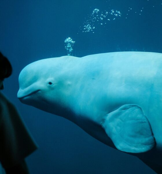 Beluga whale.jpg