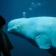 Beluga whale.jpg