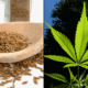 Caraway seeds cannabis marijuana cbd 1024x614.png
