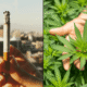 Cigarette tobacco marijuana cannabis leaf 1024x614.png