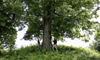 Decoding the white oak.jpg