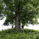 Decoding the white oak.jpg