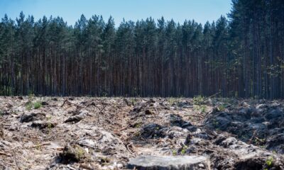 Forest clearing.jpg