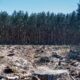 Forest clearing.jpg
