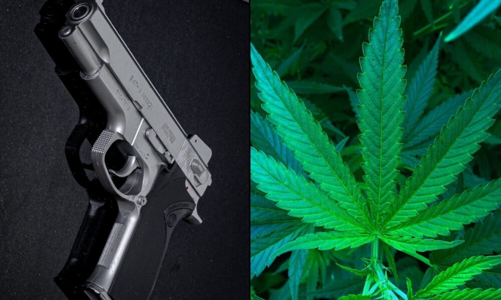 Gun firearms marijuana.jpg