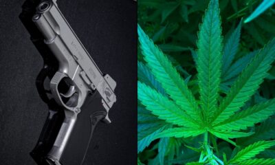 Gun firearms marijuana.jpg