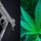 Gun firearms marijuana.jpg