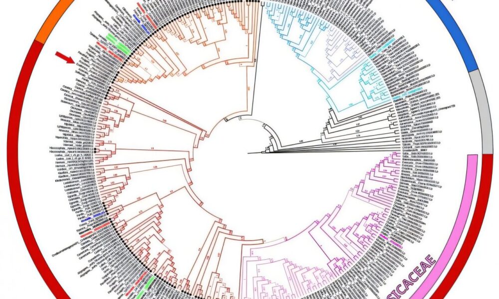 How a prehistoric gene.jpg