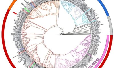 How a prehistoric gene.jpg