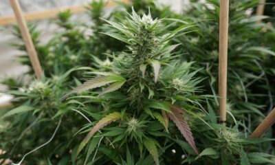Marijuana plants 13.jpg