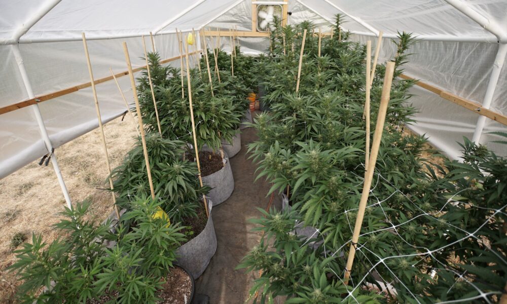 Marijuana plants 16.jpg