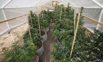 Marijuana plants 16.jpg
