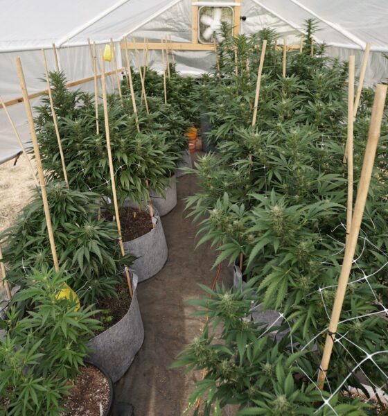 Marijuana plants 16.jpg