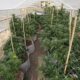 Marijuana plants 16.jpg