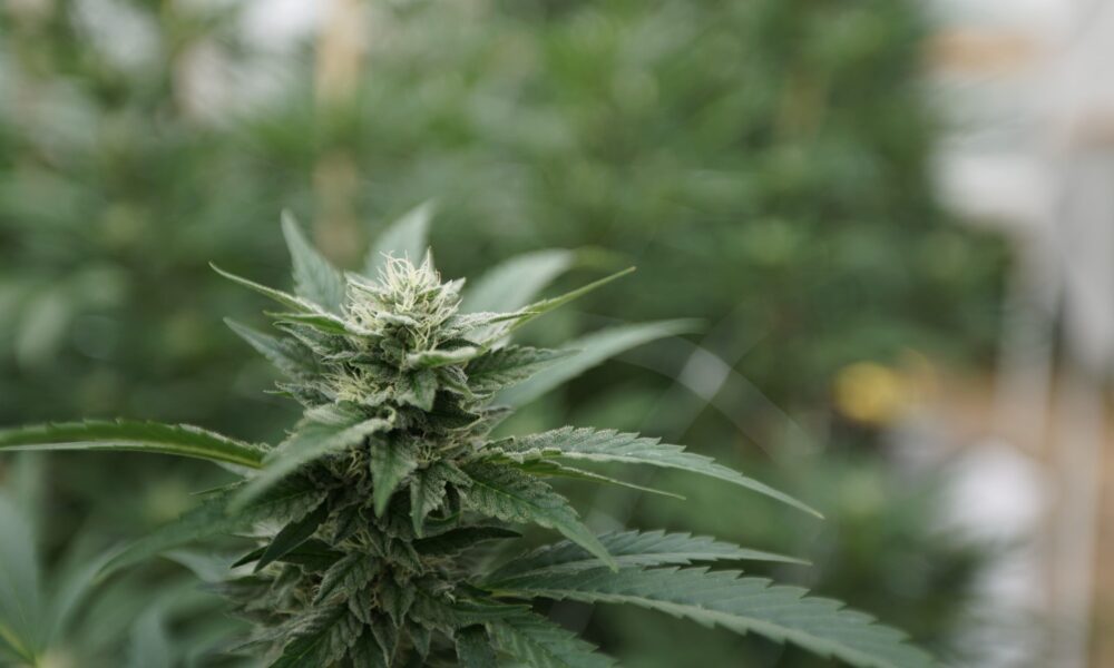 Marijuana plants 30.jpg