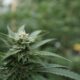 Marijuana plants 30.jpg