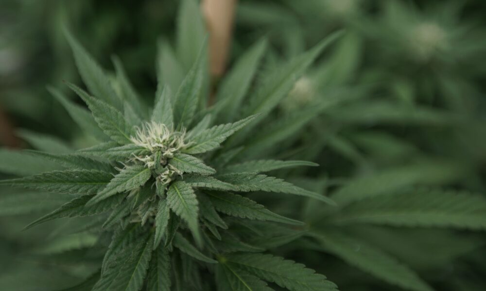 Marijuana plants 41.jpg